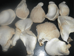 Bailing mushroom
