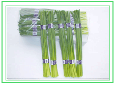Garlic sprout