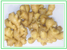 Ginger