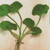 Henna, Senna, Ashwagandha,  Herb   Powders , Medicinal  Herb s.