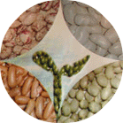 Bean,seed,nut,pulse