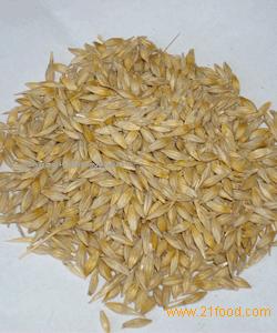 feed barley