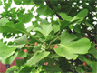Sell  Ginkgo   Biloba   Extract 