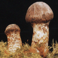 Trichotoma matsutake