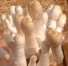 IQF COPRINUS COMATUS