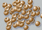 Artemia  cysts &  brine   shrimp   eggs 