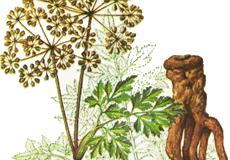 Astragalus Extract Powder