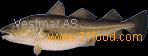 farmed cod