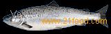 atlantic salmon