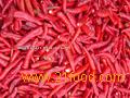  FROZEN   CHILLI 