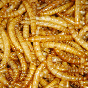 YELLOW MEALWORM products,China YELLOW MEALWORM supplier