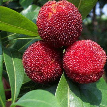 Fresh Arbutus products,China Fresh Arbutus supplier